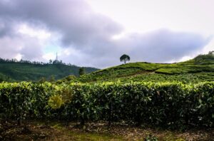 Green tea plantations on rolling hills under a cloudy sky in Munnar, Kerala, with a lone tree standing on a hilltop.
