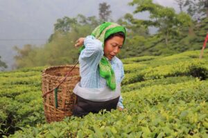 A woman wearing a green headscarf picking tea leaves in a green tea plantation, carrying a bamboo basket on her back.