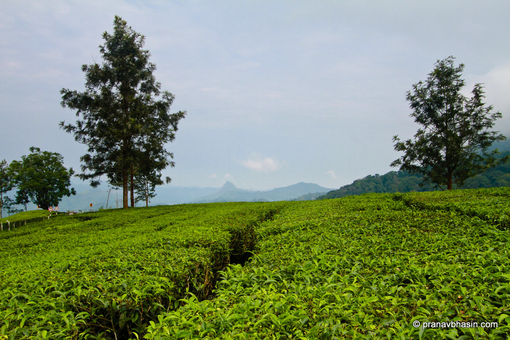 A scenic view of Pallivasal in Munnar, India, showcasing vast green tea plantations stretching across rolling hills. Tall trees dot the landscape, with misty mountains visible in the background under a cloudy sky, creating a peaceful and natural setting.