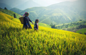 A serene scene of a woman and child walking through golden rice fields in the Valley of Flowers, Uttarakhand, with terraced hills and misty mountains in the background. 