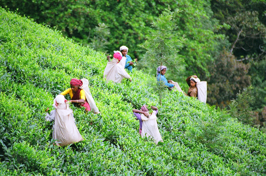 Workers harvesting tea on lush green hills in Wayanad, surrounded by dense forest, under a cloudy sky typical of August weather.