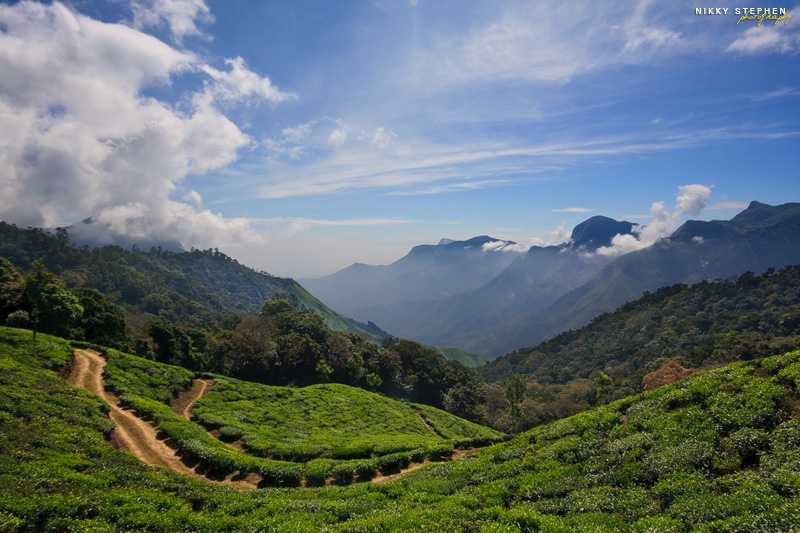 Stunning view of lush green tea plantations in Munnar with winding dirt paths, rolling hills, and misty mountains under a clear blue sky.