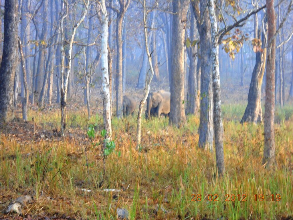 Two elephants partially obscured by tall trees in a misty forest at Wayanad Wildlife Sanctuary, with dry grass and foliage under a hazy sky.